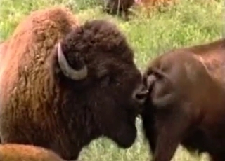 Close up video of a really horny and kinky animal