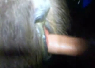 Great doggy style sex action with a nice animal