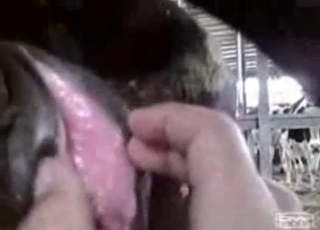 Fisting entertainment for a horse by a kinky lad