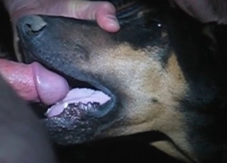 Horny fellow is facefucking his amazingly sweet doggo