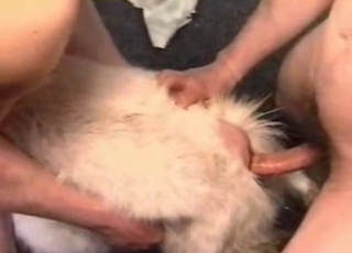 Insane orgy entertainment in this bestiality video