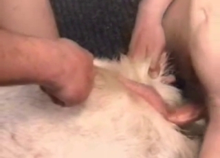 Insane orgy entertainment in this bestiality video