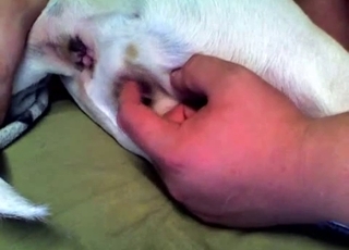 The anus of this puppy gets stimulated in this video