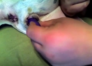 The anus of this puppy gets stimulated in this video