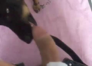 Black doggy is getting a gorgeous blowjob