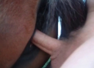 This handsome horse is all about that great anal action