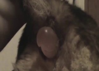 A man is really enjoying his free time with this puppy