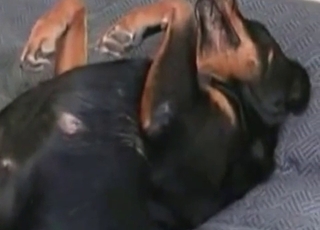 Doggy licks and sucks a real zoophile's dick