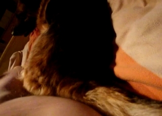 Impressive doggy in the filthy bestiality XXX