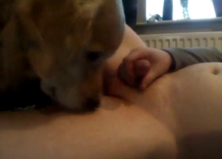 This dude receives a blowjob from a horny doggo