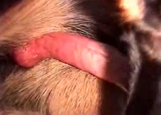 This video showcases an incredibly large cock