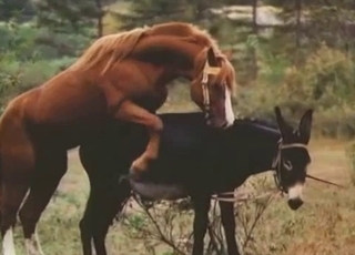 Donkey and horse are both enjoying bestiality sex