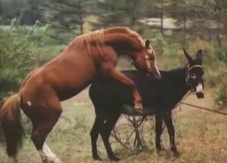 Donkey and horse are both enjoying bestiality sex