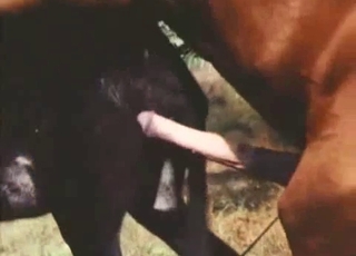 Donkey and horse are both enjoying bestiality sex