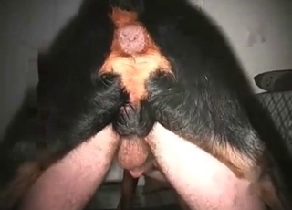 Slutty woman is orally pleasing the big boner of a doggie