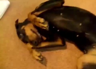 Black dog having nasty fun with a kinky zoophile