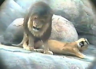 Lion fucks his sexy girlfriend in the doggy style pose