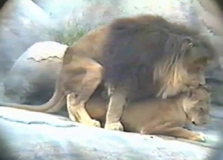 Lion fucks his sexy girlfriend in the doggy style pose