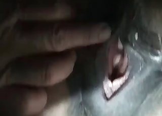 Ogier i gorąca laska uprawiają zoofilię XXX