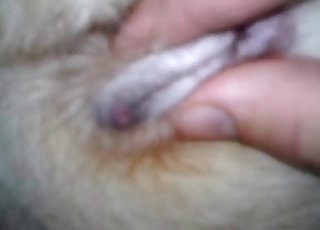 Dirty as hell bestiality sex with a good stray