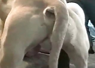 Large hound is totally dominating this amazing slut