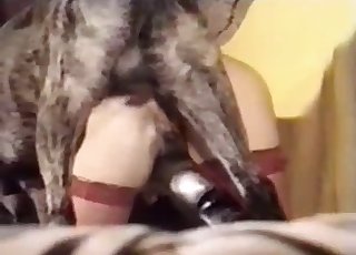 Un chien participe à une incroyable bestialité XXX