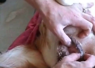 Fantastic youthfull dog adores my hard cock