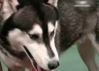 Northern doggy is providing a cunnilingus