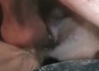 Crazy sex in the doggy style pose with an animal