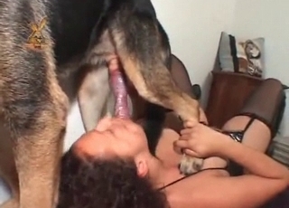 German doggy is plowing like a mischievous one