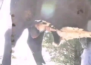 The filthiest bestiality sex you can find
