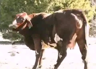 The filthiest bestiality sex you can find
