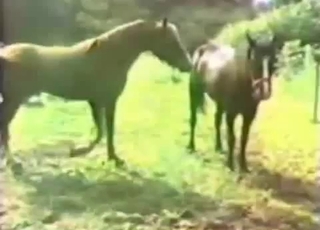 Amazing stallion is having an intense bestiality screwing
