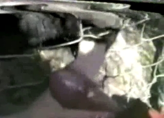 Sexy animal is enjoying intensive animal porn