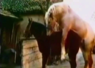 Girl got her hole fucked by a huge stallion