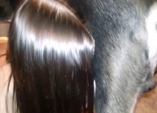 Sweet dog sex action with a girl in fishnet