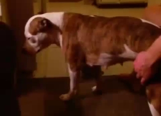 Amateur bestiality action happening in this bedroom