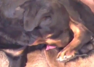 Fellow gets entirely abused by a really kinky doggo