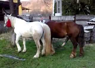 Sexy ponies have amazing bestiality sex action