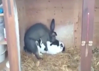 Bunny fuck flick: speedy gape for a hot animal