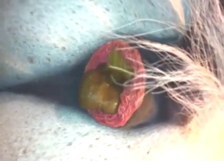 Close-up footage of that horse's hot turd cutter