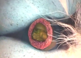 Close-up footage of that horse's hot turd cutter