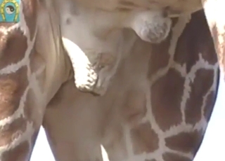Giraffe ballsack is going to be showcased hard