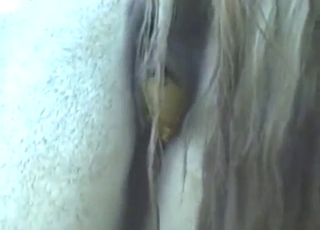 Horse shitting in epic close-up scat movie