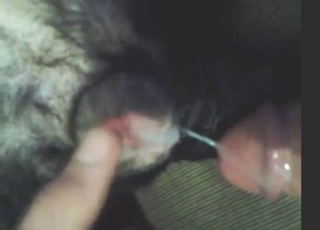 Creampied dog snatch looks fucking GLOWING