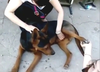 Bestiality sex from China: nice dog jerked off
