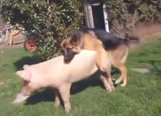 Zoo porn with a sexy pig taking dog's dick