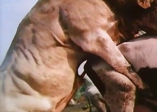 Cow is fucked from behind by a horny bull