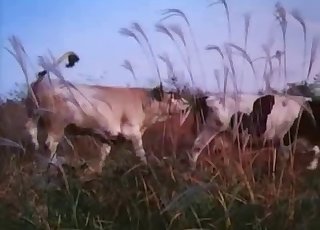 Cow is fucked from behind by a horny bull