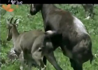 Outdoors fucking for some really filthy animals